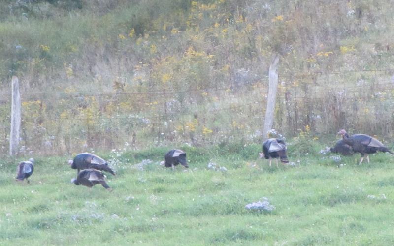 Wild Turkeys at Snowshoe Farms