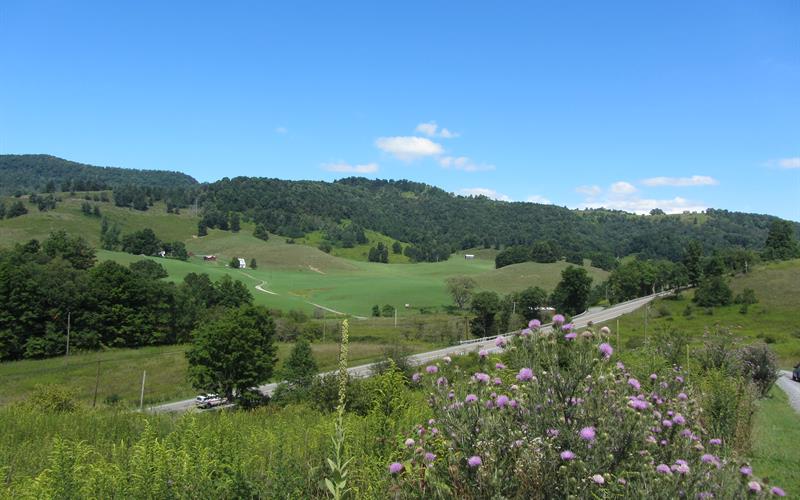 Snowshoe Farms