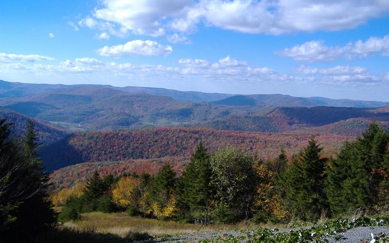 SNowshoe Farms