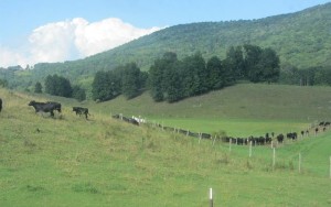 Livestock at Snowshoe Farms