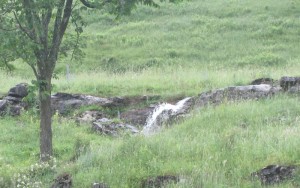 gushing spring at Snowshoe Farms